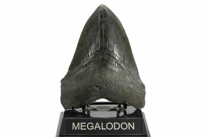 Serrated, Fossil Megalodon Tooth - South Carolina #374085